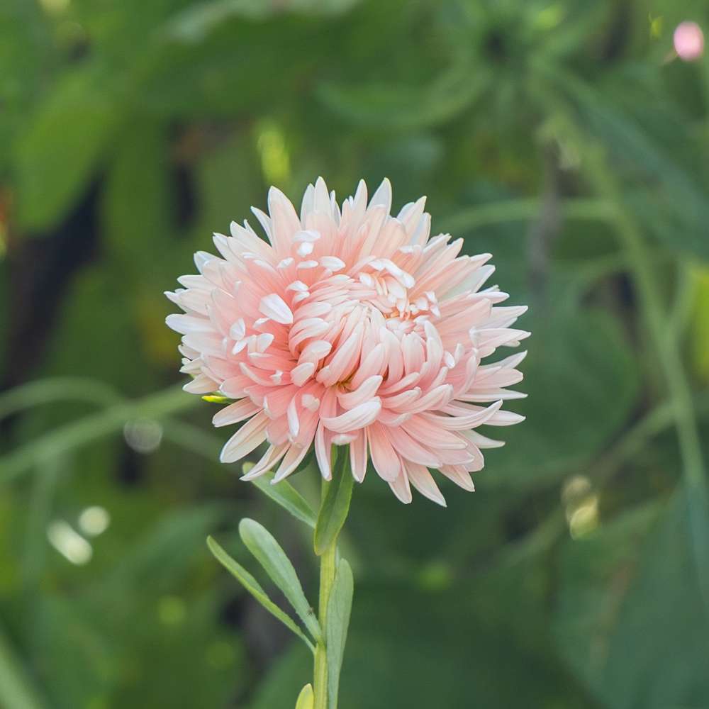 Aster 'King Size Apricot' (frö)